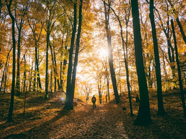 Serene landscape of a lush green forest under a clear blue sky with a hiker enjoying the benefits of fresh air