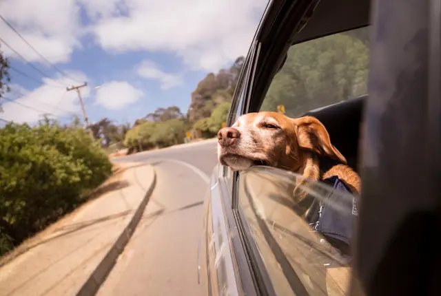 Dog enjoying a car ride with head out the window, illustrating the joy of travel with the best dog travel accessories.