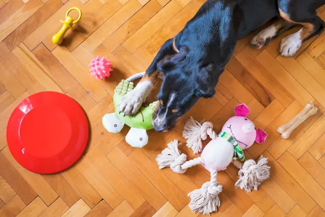 Best Interactive Dog Toys: Must-Haves for Fun and Stimulation