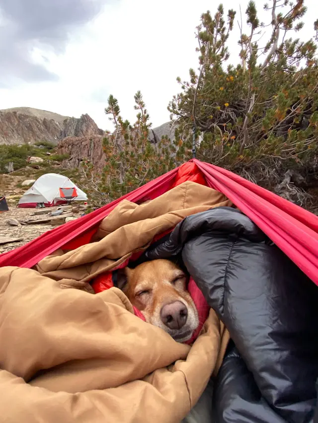 Dog comfortably nestled in a hammock with sleeping bags, surrounded by a scenic rocky mountain backdrop.