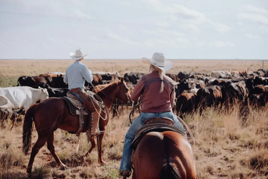 Two cowboys on horseback herding cattle in an open field, showcasing a wide landscape under a clear sky.