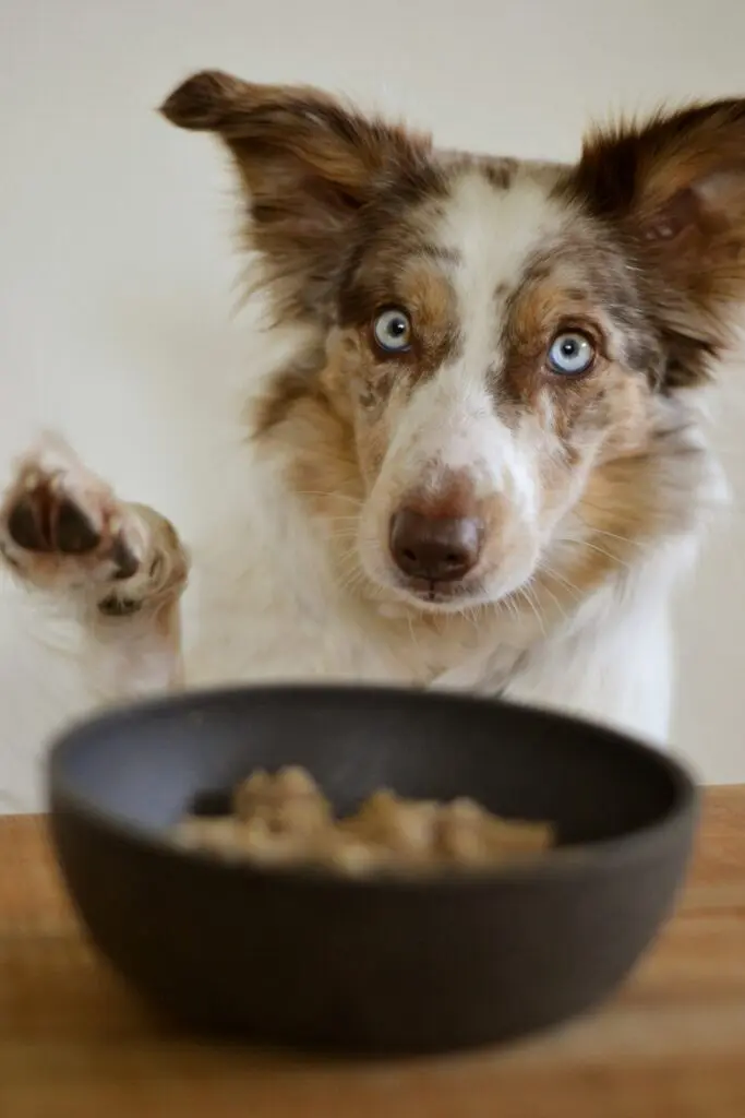 A close-up of a blue-eyed Australian Shepherd raising a paw, looking intently at the camera with a bowl of dog food in front of it on a wooden table.