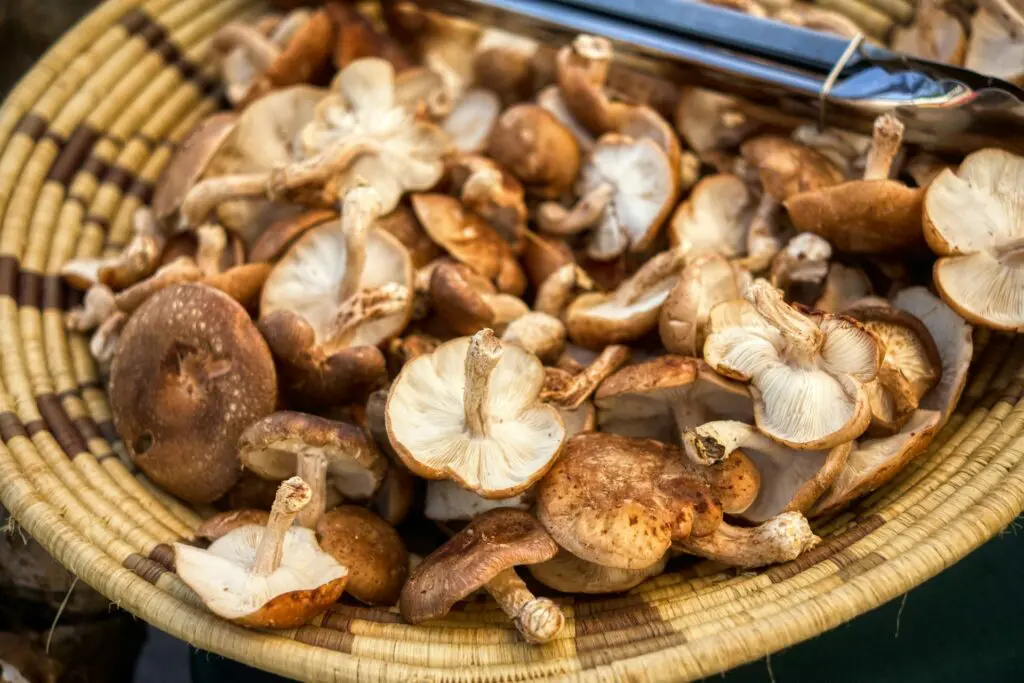 A woven basket filled with freshly picked shiitake mushrooms, viewed from above.