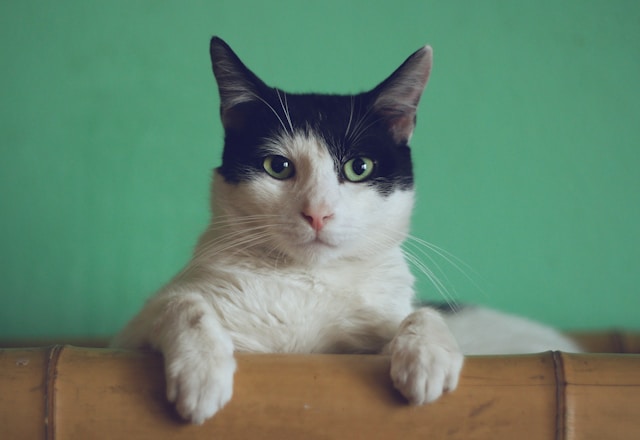 Cat looking attentively, eager to learn what 10 things cats need.