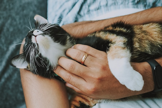 Person cuddling a relaxed cat that has met all 10 things their cat needs.