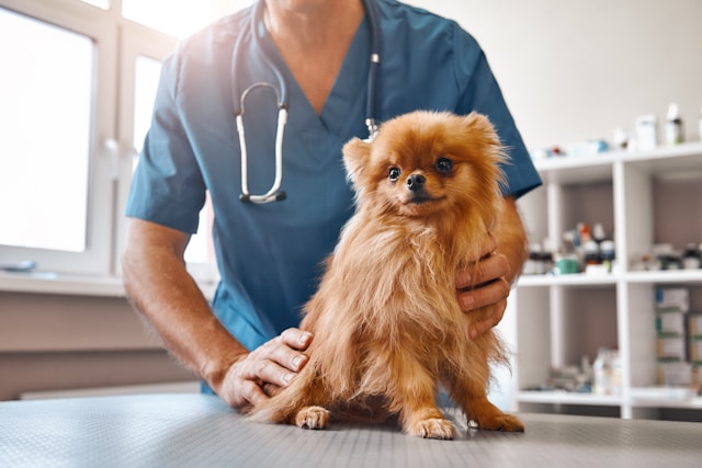 A vet examining a dog during a routine check-up.