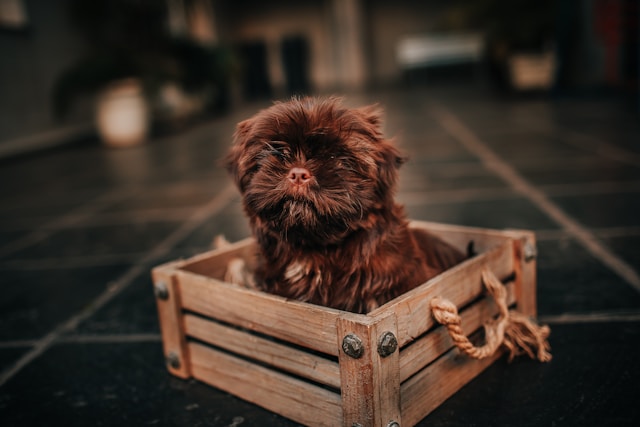 Small dog sitting in a wooden crate, showcasing humor at the need for a travel dog crate as part of an essential dog travel accessory.