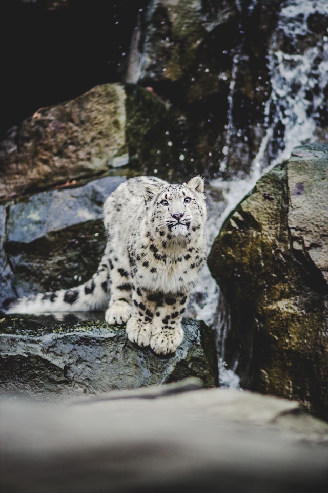 Snow leopard standing on rocks near a waterfall, an animal often mentioned in The Snow Leopard, a book about backpacking adventures in the Himalayas.