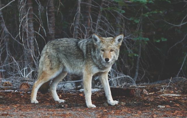 A wolf standing near a tree, referencing Into the Wild by Krakauer, a great book about backpacking