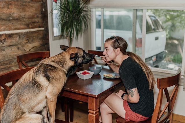 Woman sharing a meal with her german shepherd guard dog, highlighting the advantages of owning pets.