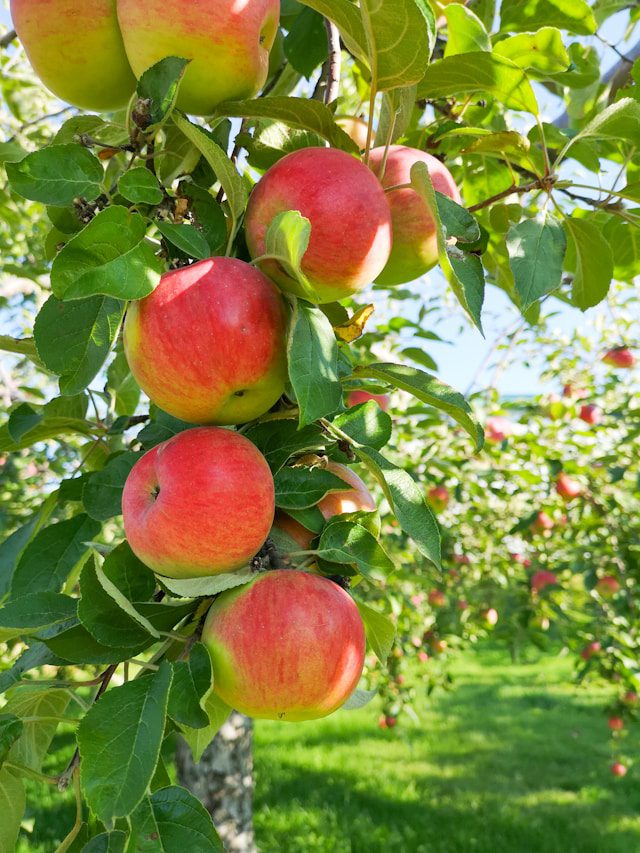 Apples growing on a tree