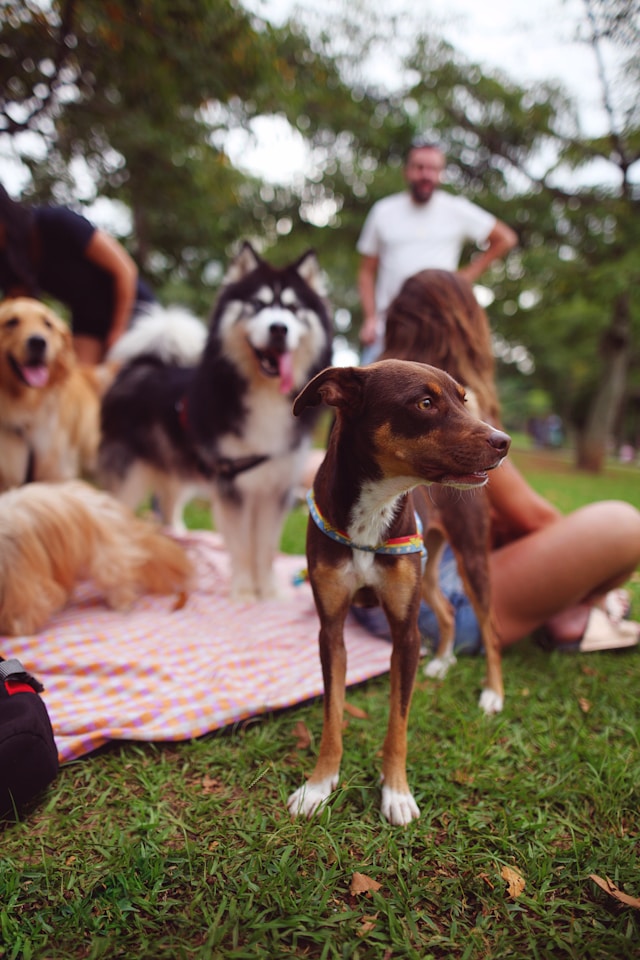 Group of people with their dogs at a park, enjoying the advantages of owning pets.