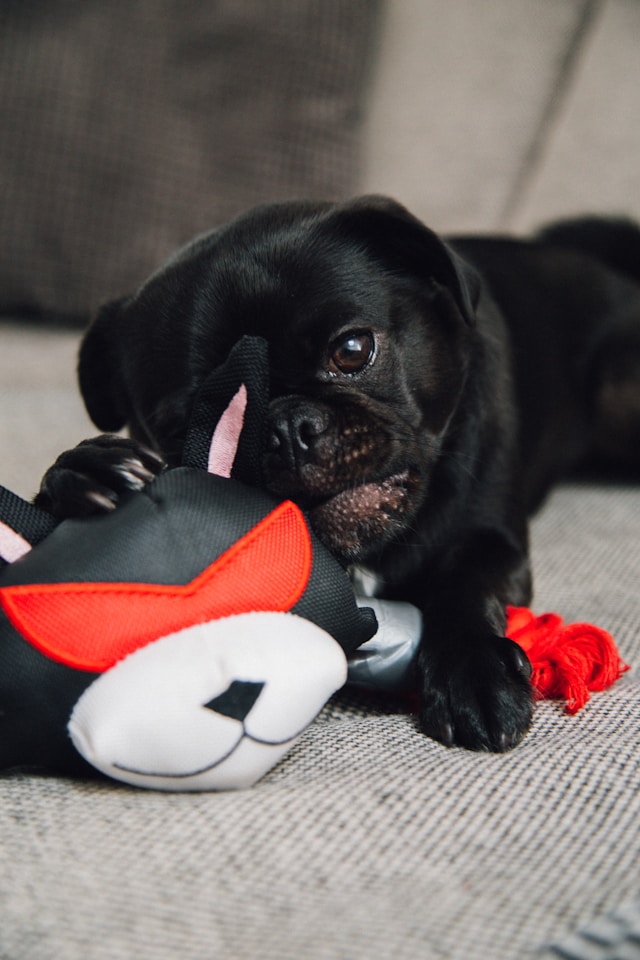 Black dog playing with a cat-themed plush toy on a couch