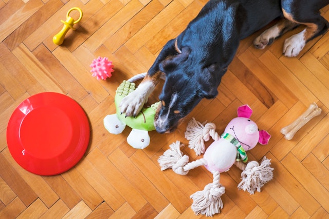 Dog surrounded by various toys on a wooden floor