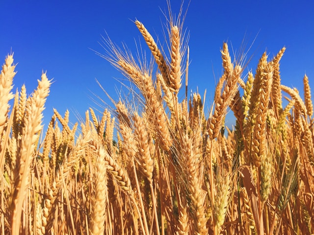 Golden wheat field ready for harvest under a clear blue sky.