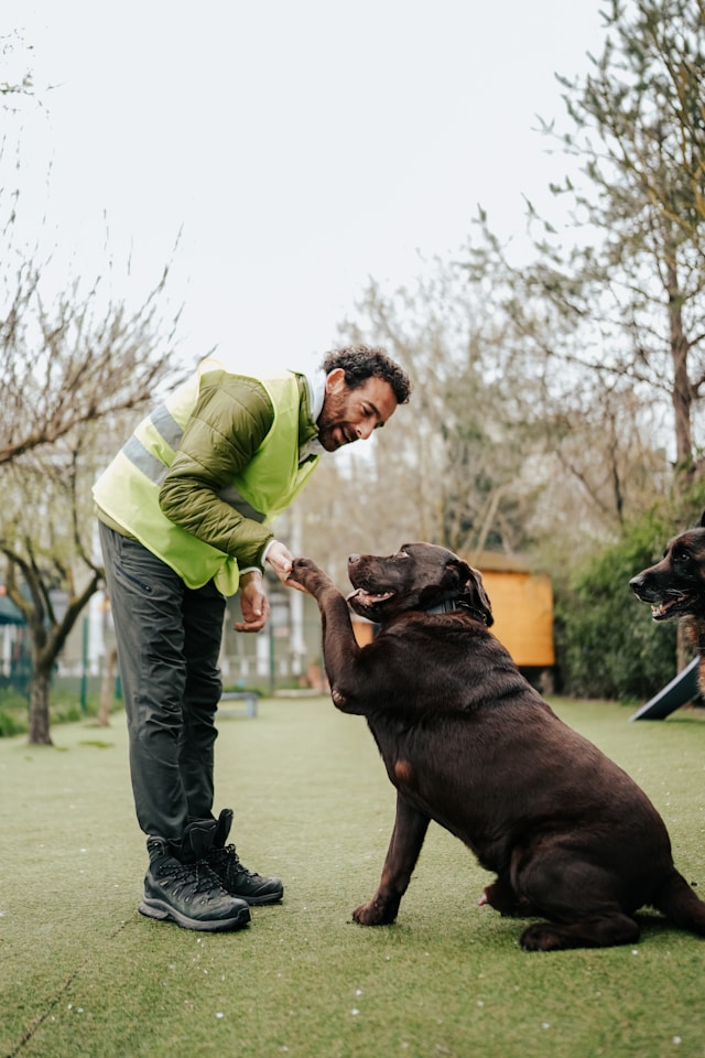 A man training a dog how to shake outdoors in a park