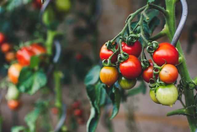 Non-GMO tomatoes ripening on the vine in a garden.