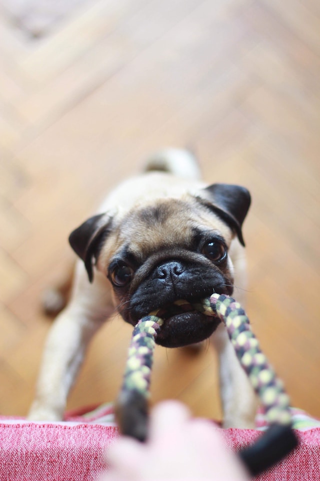 An emotional support pug playing with a rope toy