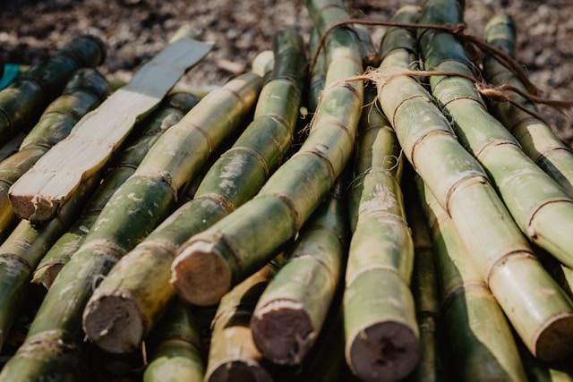 Pile of fresh sugarcane stalks 