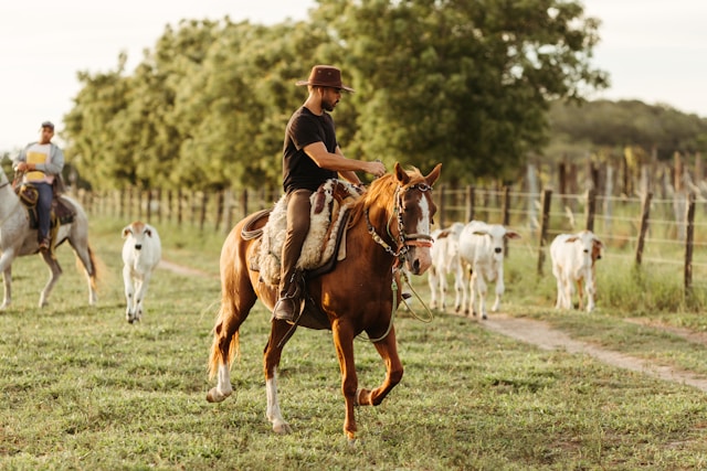 A lone cowboy riding a chestnut horse among a herd of cattle, with a serene ranch backdrop.