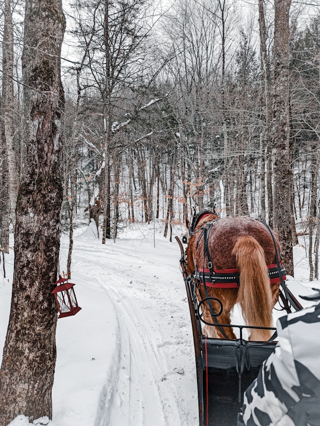 A horse pulling a sleigh on a snow-covered path through a densely wooded area, capturing a serene winter scene.