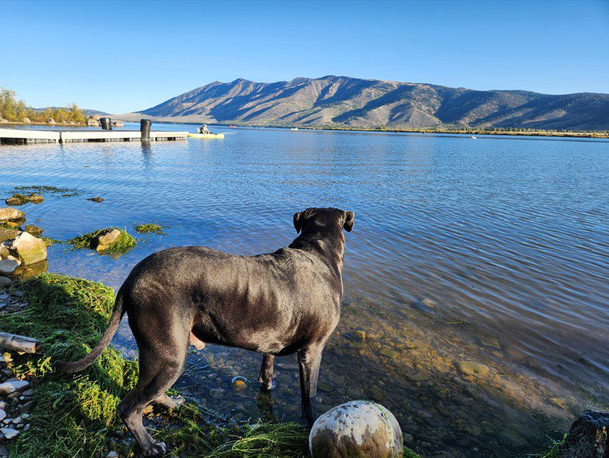 Taz looking out at a lake in Idaho with mountains in the background.