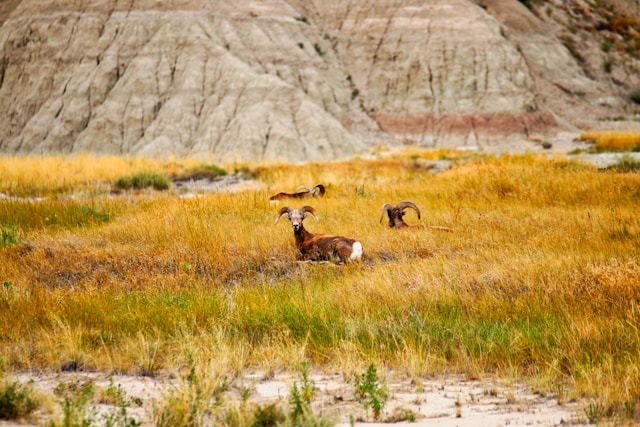 Group of bighorn sheep resting in a grassy meadow within the rugged landscape of Badlands National Park.