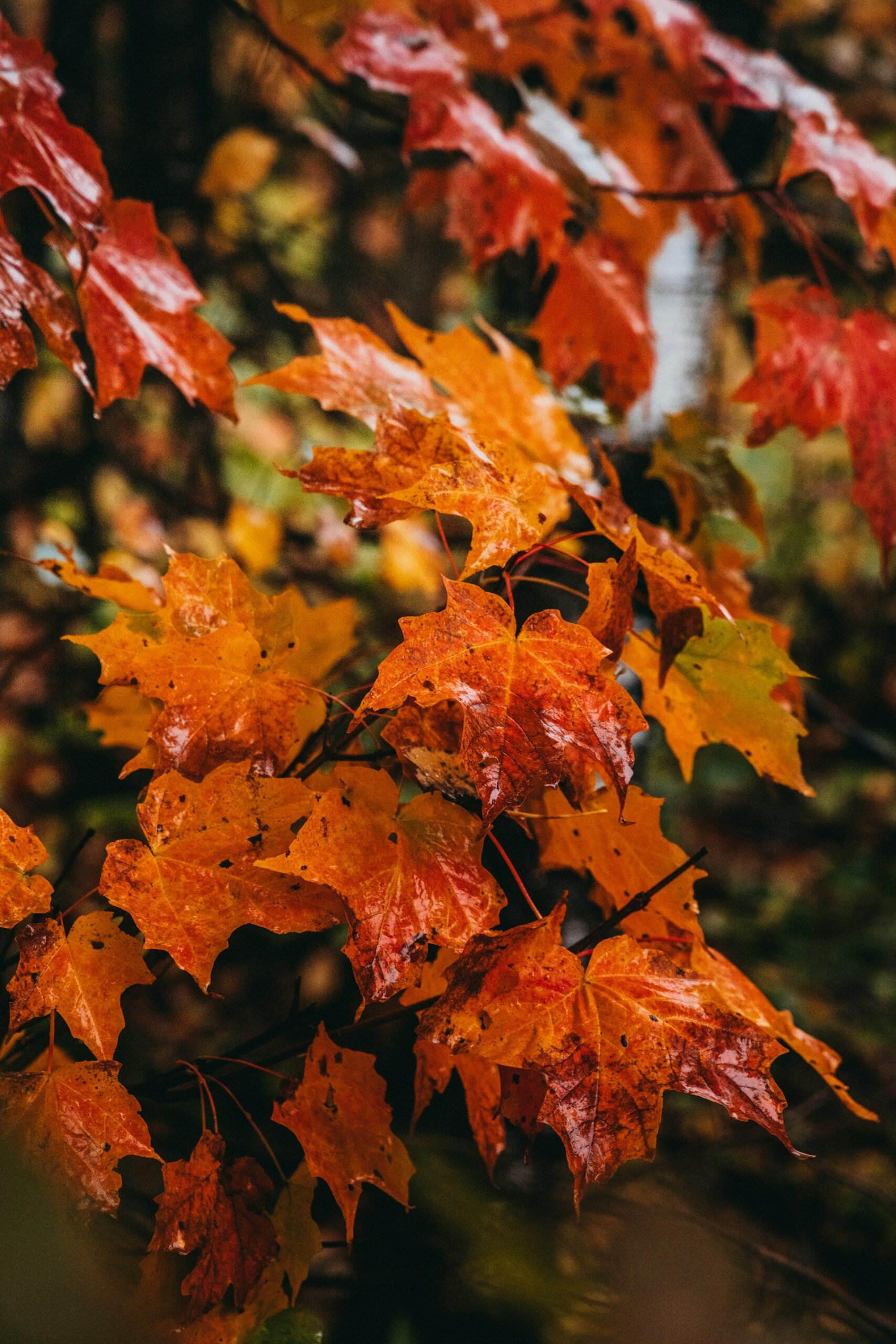 A close-up shot of orange and red autumn leaves covered in raindrops, capturing the vibrant colors and textures of fall.