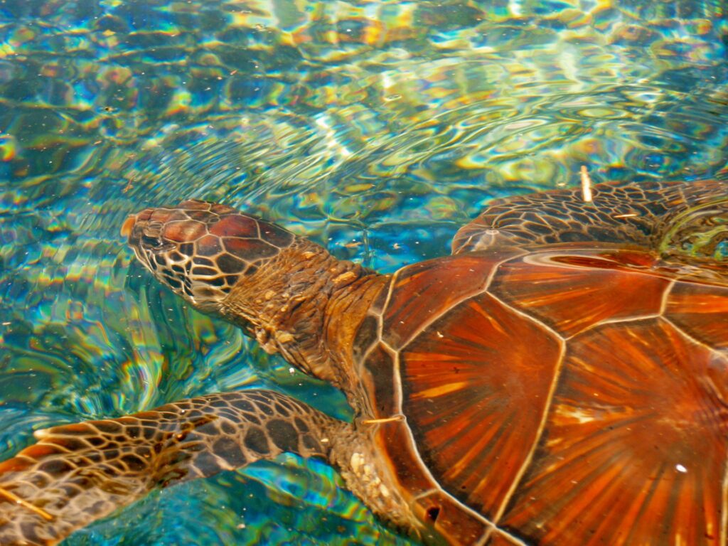 A close-up of a Hawaiian sea turtle swimming in crystal clear waters, showcasing detailed patterns on its shell.