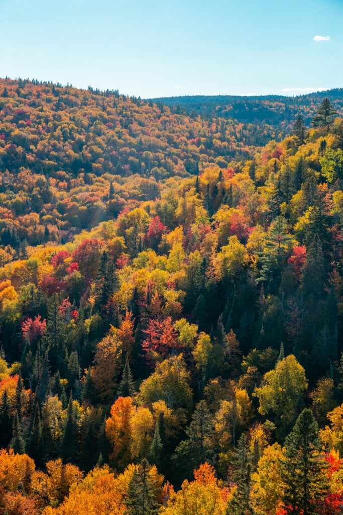 A sweeping view of a forested hillside covered in bright fall foliage, featuring a variety of reds, oranges, and yellows under a clear blue sky.