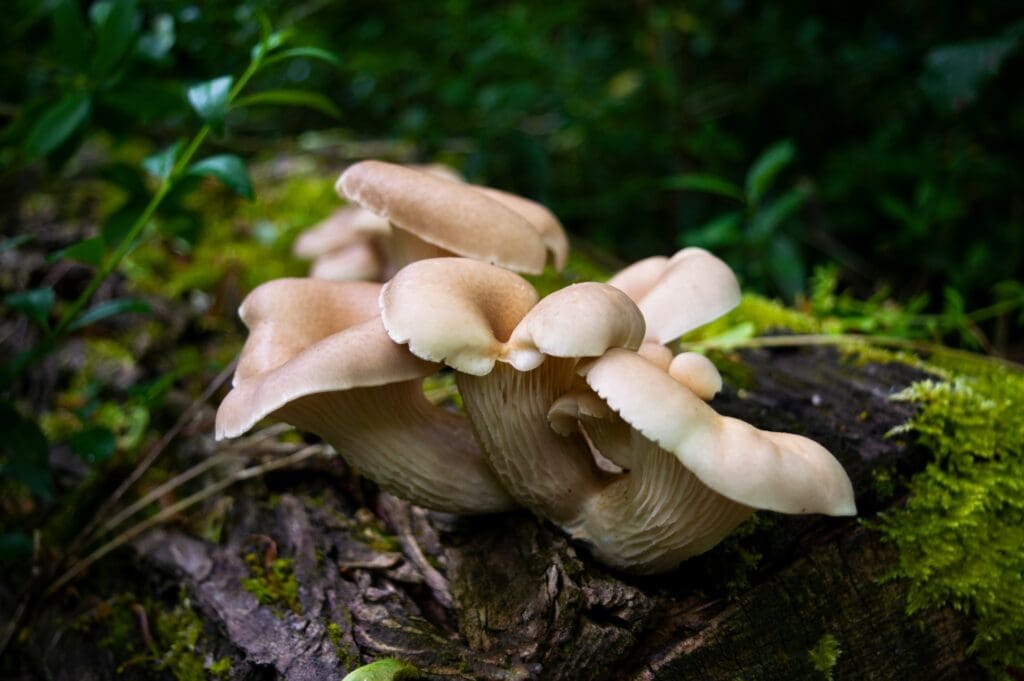 Fresh king trumpet mushrooms growing on a mossy log in a lush forest, highlighting their smooth, pale surfaces.
