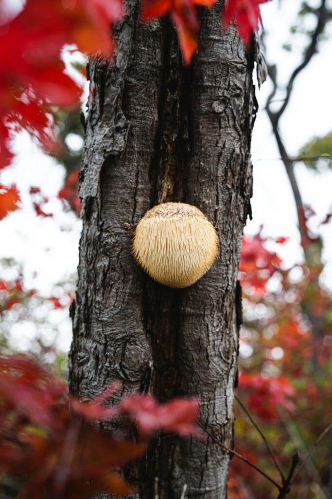 A lone lion's mane mushroom growing on a dark tree bark, surrounded by blurry red autumn leaves.