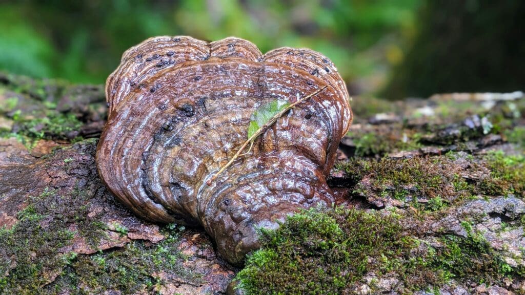 A large reishi mushroom growing on a moss-covered log in a damp forest, with intricate brown and shiny layers.