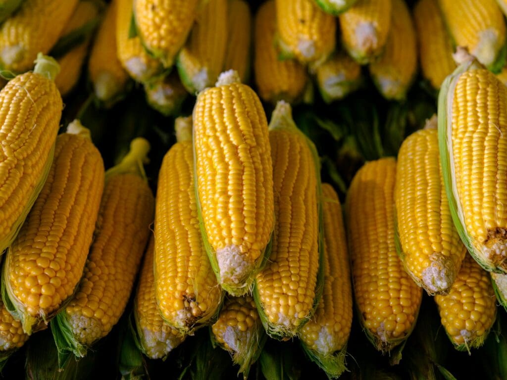 Close-up of vibrant yellow corn cobs with visible kernels and green husks.